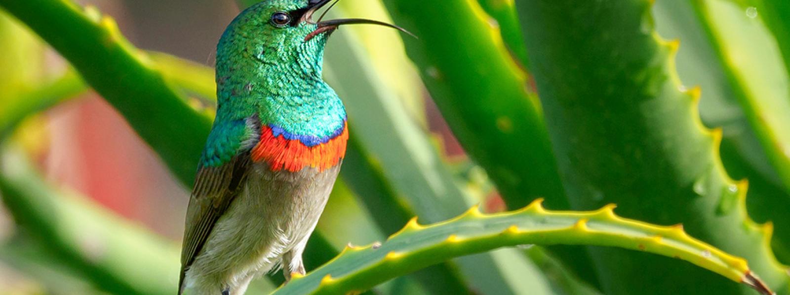 animales